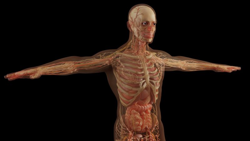 8 meilleurs logiciels d’anatomie 3D pour Windows